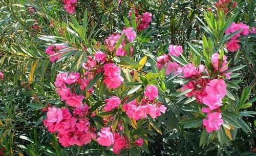  【室外】家中“4种”花卉，又美又“危险”，为了健康，赶紧挪到室外养