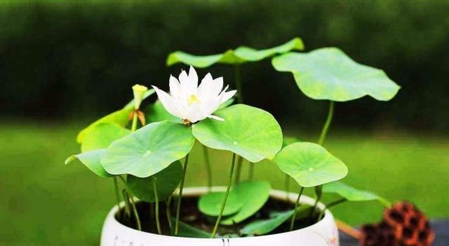  『盆栽』盆栽荷花栽种技巧与病虫害防治，你都会了吗？