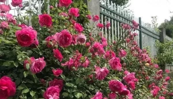  时间■养花不懂这4点，啥花都白养，白白浪费时间和精力，新手赶紧学习