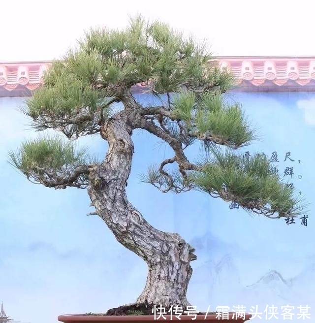  [栽种盆景]玩盆景，已成为当下追求高品质生活的一股潮流