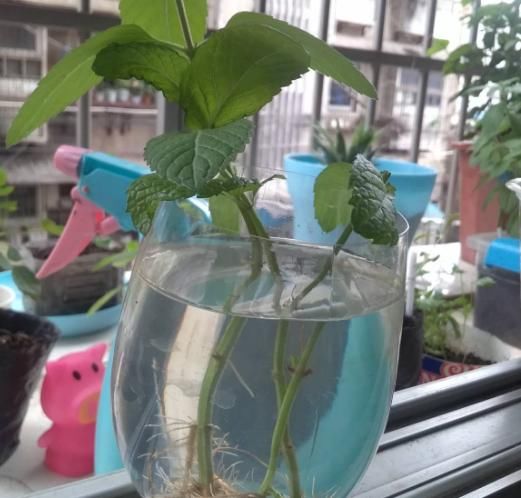 [剪下来]扦插最好活的花，枝条沾土就生根，不出俩月准爆盆