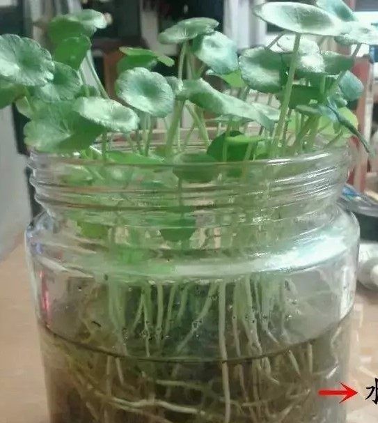  『赏心悦目』盆栽铜钱草这样养，叶子肥又大，绿油油的让人赏心悦目！