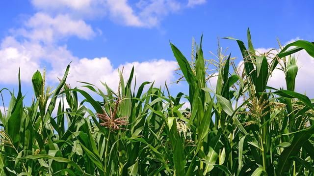  「栽培」夏玉米栽培，做好以下这5点关键要点，提高效益