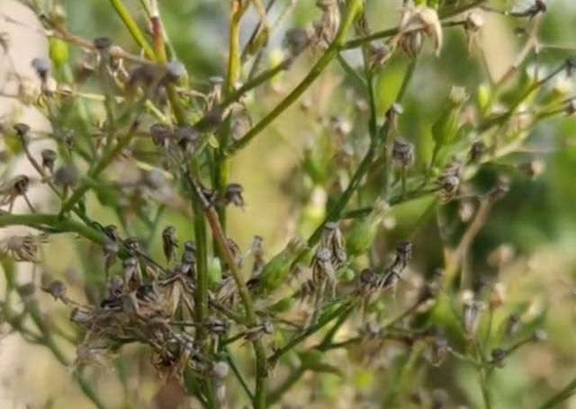  [小看]这种小蓬草在农村随处可见，千万别小看它的价值用途！你