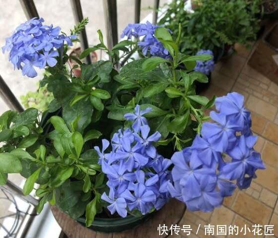 超过■11月养什么花好？“4种花”，好打理长势旺又漂亮，开花超过3个月