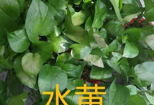  「懒人」6种适合懒人养的花，种上就不用管，比花农网的还好！
