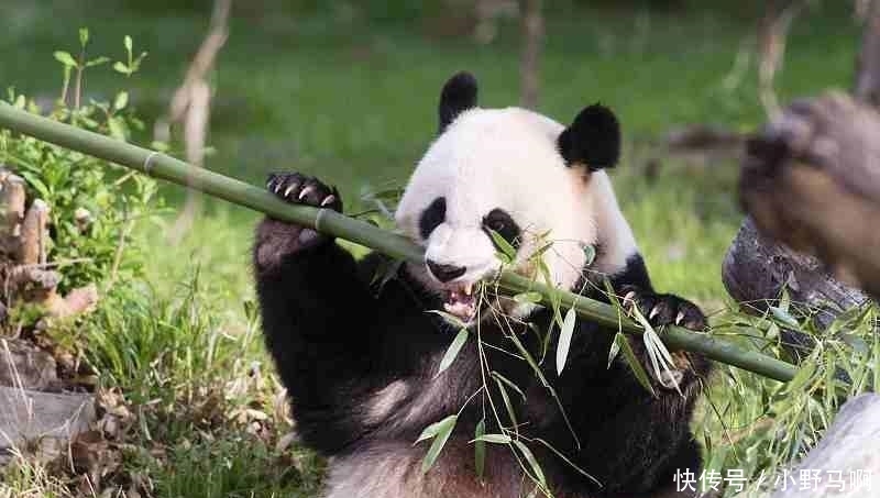  【竹子开花】老人常说“竹子开花, 赶紧搬家”, 竹子开花有这么