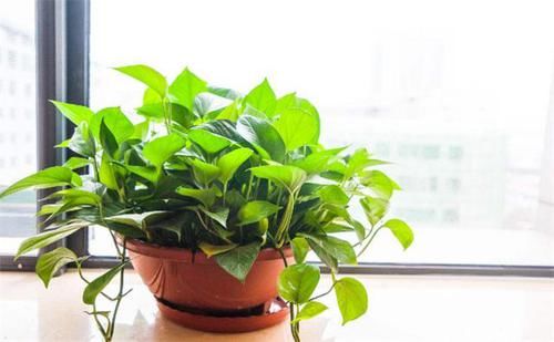  『植物』给绿萝、吊兰浇水别忽视，浇这2种“水”，两三天烂根黄叶