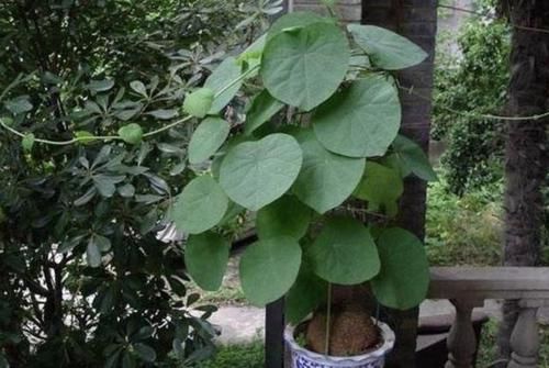  「金钱树」养不活“多肉”，那就养“3种花”，一年四季都“耐旱”，好养！