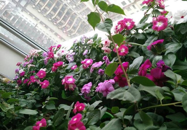  扦插繁殖■开花很勤、很美的“3种花儿”，给点阳光就开花，一直开花不断