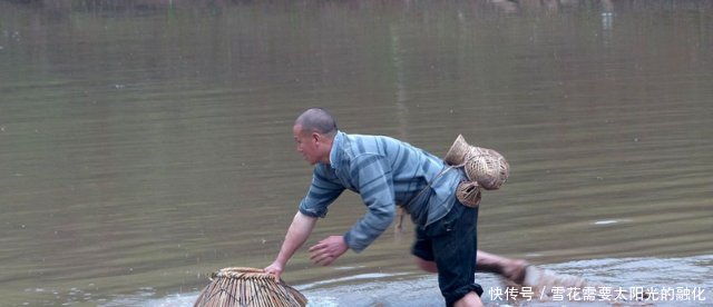 一条鱼要养好几年农民稻田养鱼两不误！