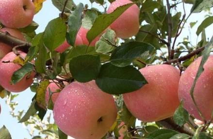  高产：富含矿物质和维生素的苹果，要高产，管理是关键，果农需掌握几点