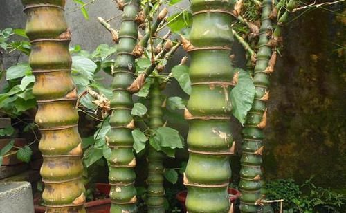  『竹子』罗汉竹、紫竹、雷竹、毛竹都长啥样？