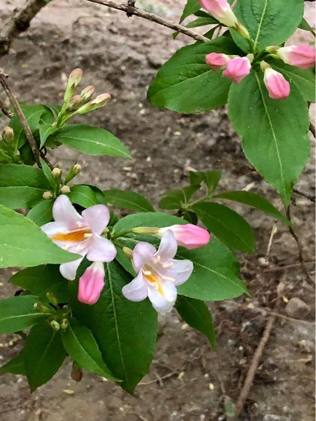 『最旺』锦带花正迎来最旺期，繁花似锦好圆满，看着就满满幸福！