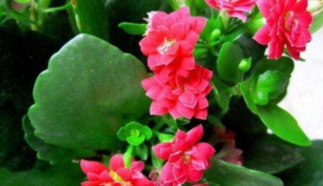 适合:这5种花草,适合在春天扦插,掐个枝条插土里,大白根呼呼地冒!