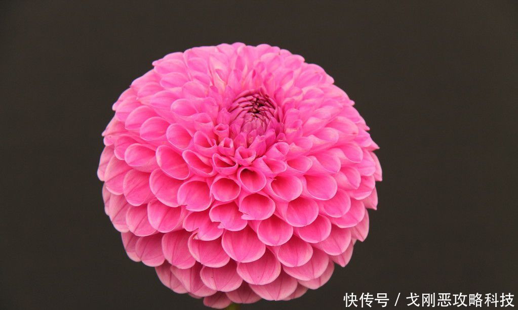 适合@3种花好养又漂亮,15天浇水一次,蹭蹭长爆盆,很适合新手养护