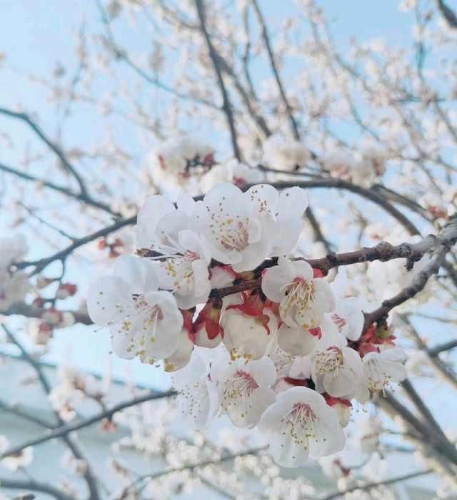  赏花：春暖花开，你赏花了么？