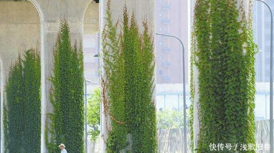  「高架桥」中国的高架桥下为什么要种爬山虎有何用处看完解开多