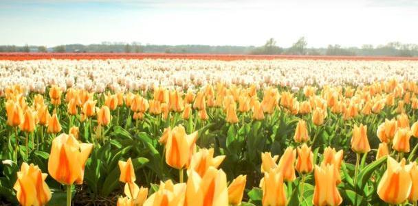 在郁金香盛放的国度，邂逅最美丽的春天