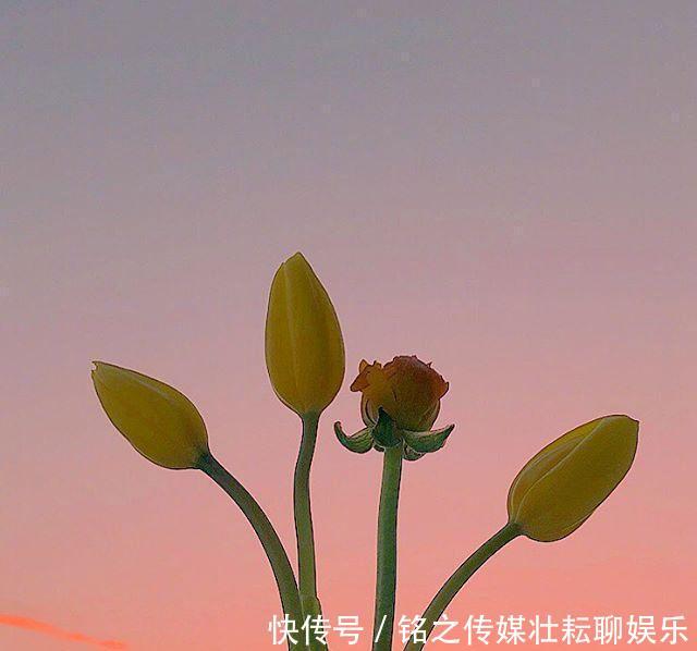 #好运#「晚安」再等等,花都开好了,你的好运也快来了