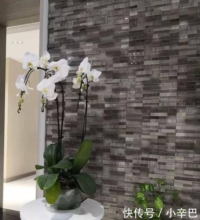  天使■喜欢白色？这五种“洁白花”不可错过，美如雪中天使