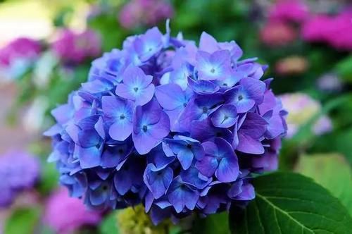  【毒性】13种最常见的有毒花儿，花友们都应当知道