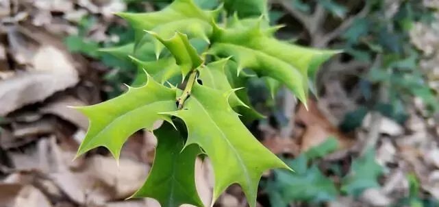  出门■农村老鼠多，农民伯伯用“它”治老鼠，放在老鼠洞口，不