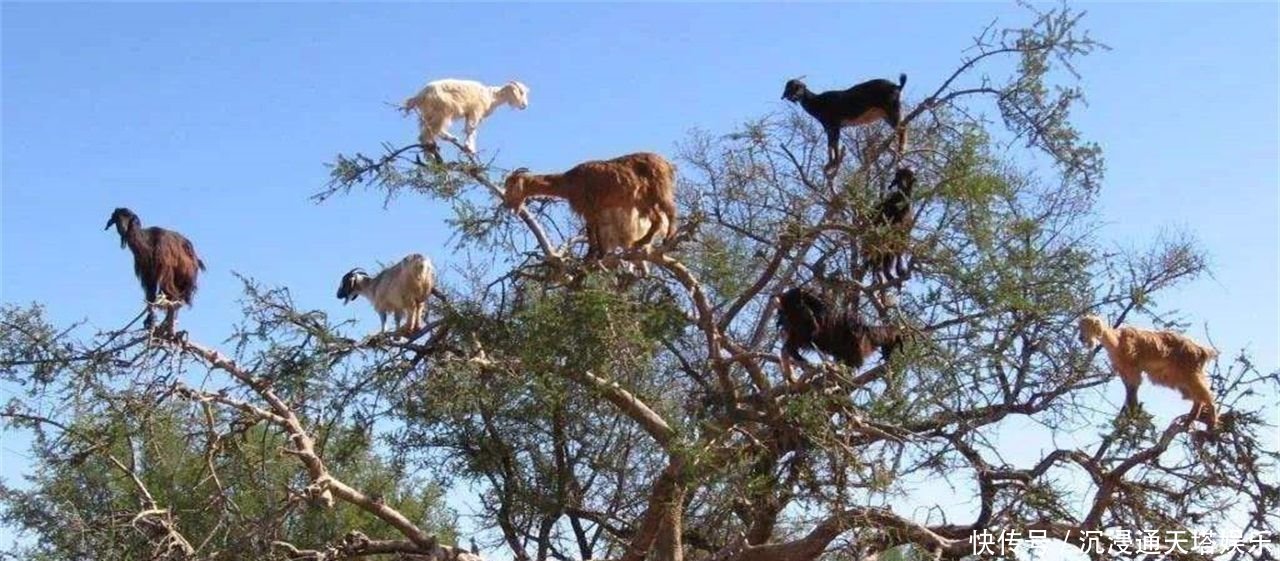非洲“奇景”，山羊会上树，吸引众多游客参观