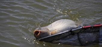  【轻信】不要轻信“偷驴”就需要小味型的饵料，详解“偷驴”味型应用方法