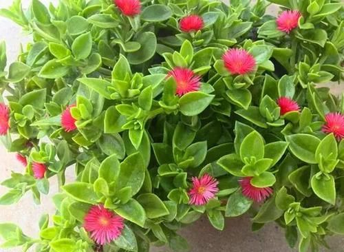  『滴油』这“3种”植物最好养，只要每天浇1次水，叶子绿的滴油，还疯长！