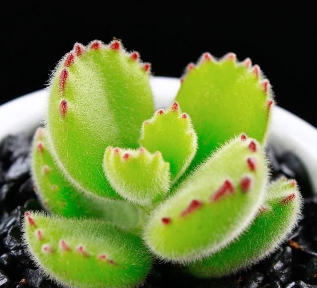  『植物』有时候，花朵也在模仿动物，模仿人类，多有趣啊