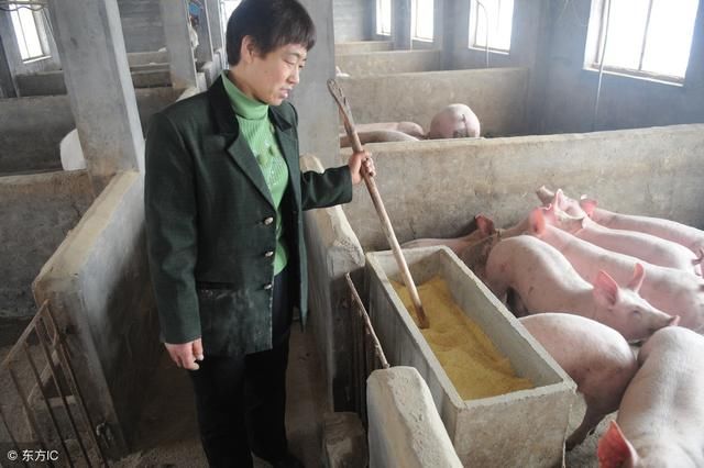 农村兴起新型养猪模式，养猪“不再”亏钱，还解决了食品安全问题