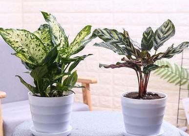  夏季@夏季太阳“毒”？种植这2种植物，高温不用“避暑”，耐高温又喜阴