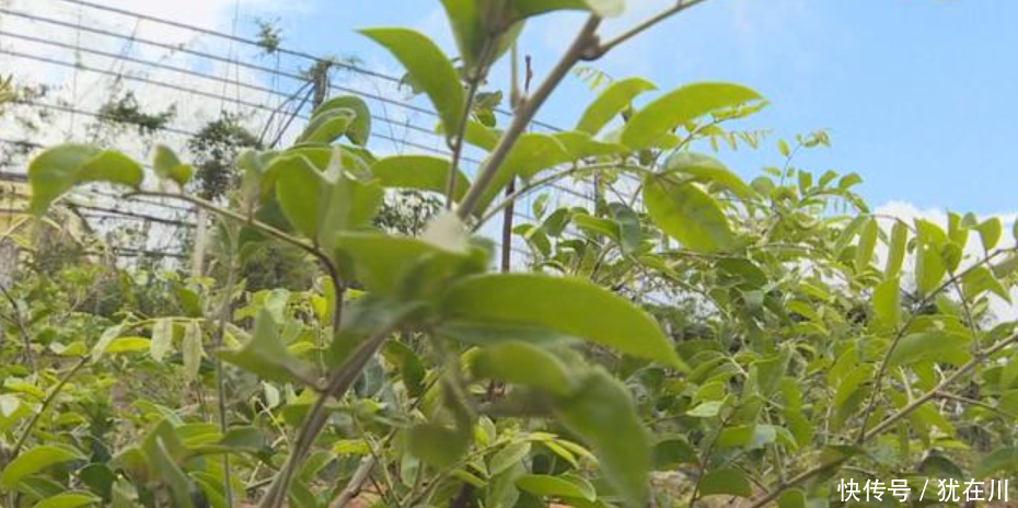 这种植物浑身是宝，煲汤放一把胜似人参，能卖 60、70元钱一斤！