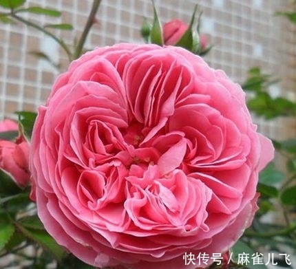 『下次』第一次去重庆女朋友家,一进院子那叫一漂亮!不舍得走,下次还来