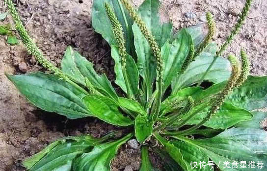 农村这种植物人称“尿床草”，曾是农民的“救命草”，你有见过没