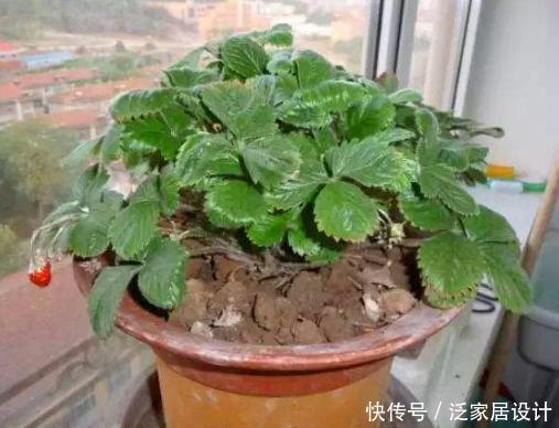  『去养花』大豆、蚯蚓粪养花，都比不上此“溶液”，半月浇一次，疯长不止！