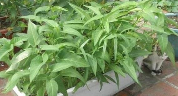  『种菜』这8种菜，随便种1盆在阳台，再也不用去菜市场买菜了