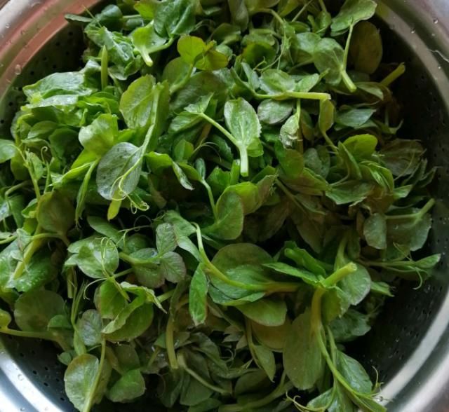 「白嫩」这菜不吃,再等一年,隔夜排臭便,嘴巴不臭了,多吃不长肉,美白嫩肤
