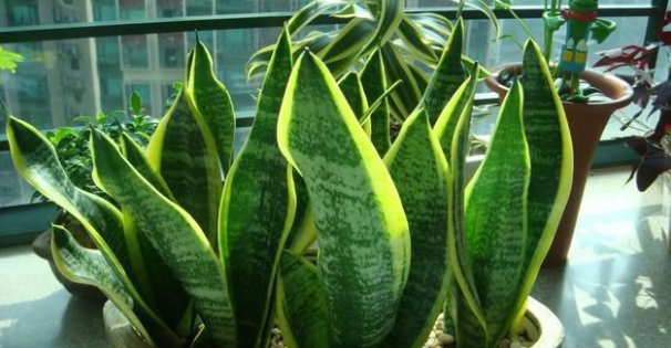  「旺盛」虎皮兰怎么养才能越养越旺盛？各季节养护细节，一文看懂