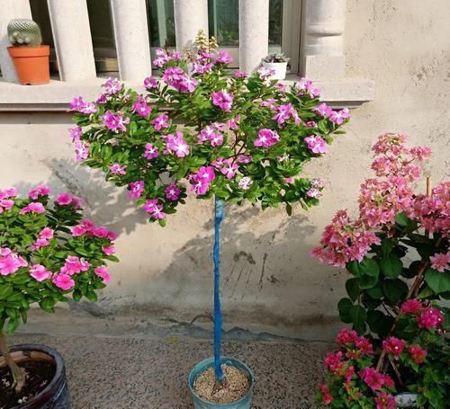  「身价」5块钱一盆的花，养1年变老桩，身价翻了上百倍！