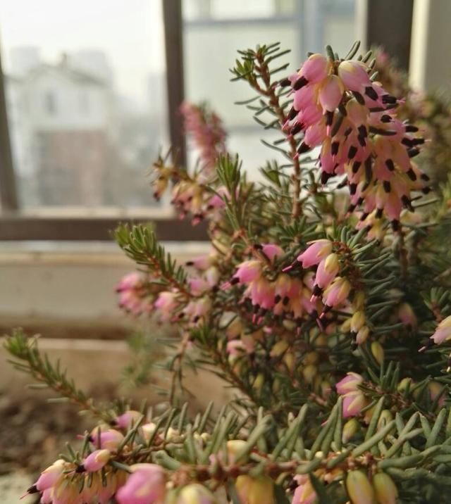  「养花」最耐寒的观赏花卉，东北也能种，花色美丽花期长，冬季养花选它