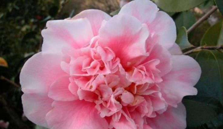  春天：春天来了,好活易爆盆,花姿妖娆,花开美轮美奂,摆哪里都是花园