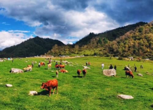 陕西深山藏着个“天然牧场”，风吹草低见牛羊，宛如世外桃源