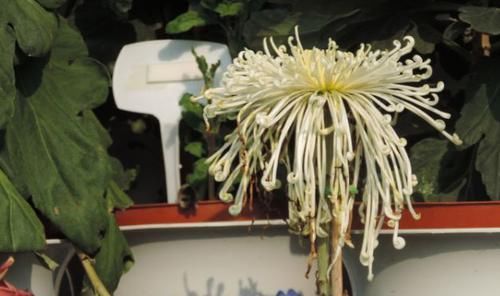  优良■喜欢牡丹，不如养盆优良名菊“盘龙飞霞”，似龙飞凤舞，优美动人