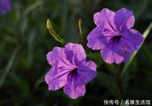  蓝雪花：喜欢养护花卉，就选择花色艳丽，花期长，开花量大的花卉，美极了