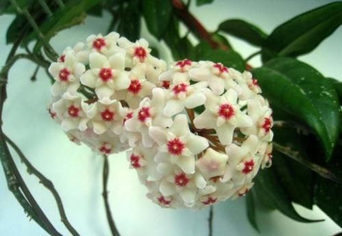  「花开满」养花选它，比绿萝还好养，丢土里就能活，花开满阳台！