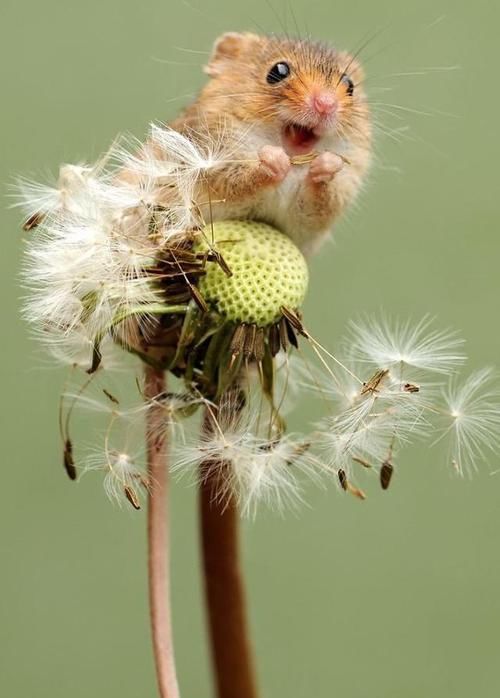 皮卡丘的既视感，摄影师拍摄小田鼠，治愈系满满