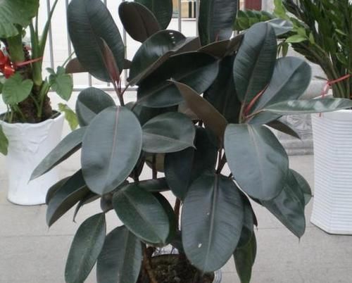  [植株的叶片]橡皮树叶片发黄、掉落，有四个原因，教你处理，叶子20天变油亮！