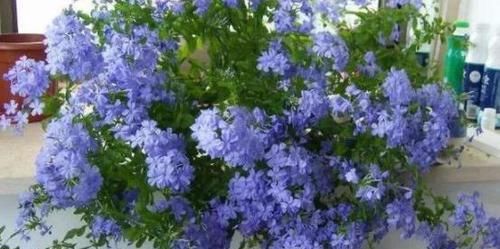  天然：天热，居家种上这4种花，养成'天然窗帘'，遮阴隔热，一举多得